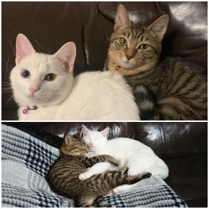 アル　ポポ（秋田市）とてもいたずらっ子、仲良しのアル(白)とポポ(トラ)です。お互いをなめあったり、寝るときはくっついて寝てます。たまに本気のけんかもします。見てると癒されます。