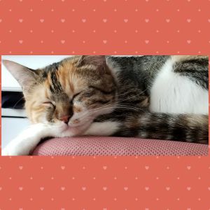 むぎ（秋田市）ムギが来てくれて１年がたちました。毎日とても癒されています。最近はかわいい鳴き声で甘えてくれます。きてくれてありがとう！！巡り会わせてくれてありがとうございます！！