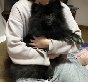 ぐう太（湯沢市）ぐう太が家族になってから一年ちょっと。相変わらずオシッコは9割失敗！散歩では車に吠えまくり！だけど家族を毎日､幸せにしてくれてます皆んなをいつも笑顔にしてくれる最高の家族！ありがとう！