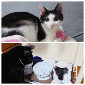 ナッツ（秋田市）我が家に来て2ヶ月が経ちました。先住猫にちょっかいを出してケンカもしますが、適度な距離感で仲良くやっています。食欲旺盛ですくすく育っており（現在、2.7キロ）、今後の成長が楽しみです。素敵な出会いをありがとうございました。