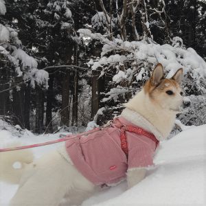 はな明けましておめでとう御座います🎍今年もよろしくお願いします🐄今年で11歳になる、はなは、まだまだ元気いっぱいに雪の中でルンルンです🐕️コロナ禍の中、保護活動も大変なこと多いと思います。充分に気を付けて下さい。