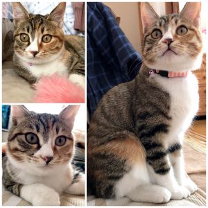 ちゃこ（鹿角市）迎い入れた当初は目の調子があまり良くなくショボショボしていて目薬を指しながら数週間過ごしていましたが、2ヶ月経った今はすっかり良くなって元気に家中を走り回るようになりました。おもちゃで遊ぶのが大好きなのはもちろんですが、とても甘えん坊でいつも人のそばにベッタリと寄り添っています。あまりに食欲が旺盛でこんなによく食べるコを育てるのは初めてなので、家族一同関心して食事の様子を眺めています。そのせいか子猫とは思えない大きさで成長を感じるのですが、食べさせすぎて病気にならないよう注意したいと思っています。