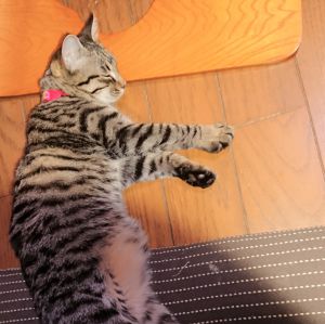 うめ（秋田市）先週、避妊手術しました。色々、心配しましたが毎日、穏やかに楽しく過ごしてます。有り難うございます。