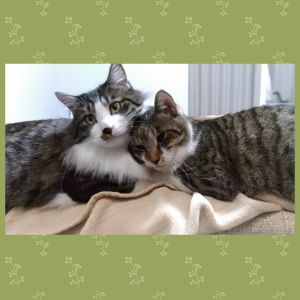 ぽてと（秋田市）12月にワクチンを打ちました。注射中も大人しくしていたぽてと君。最近では先住猫のししゃも君の毛繕いを一生懸命してくれます！ししゃも君もぽてと君のふさふさで大きな体にぴったりくっつき、すっかり仲良しです。