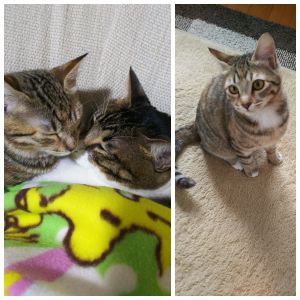 ちゃこ（由利本荘市）我が家の一員になって、２ヶ月のちゃこ。先住猫(オス)とも仲良くなり賑やかに過ごしてます。かなりのおてんばちゃんで、楽しませてもらってます(笑)。２匹で一緒に寝てる姿は癒しです。