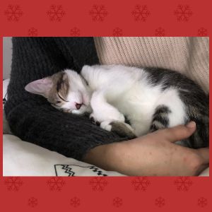 むっちゃん（上小阿仁村）うちに来て早2ヶ月ですが、やんちゃで甘えん坊のむっちゃんに毎日振り回され楽しく過ごしています！家族の一員としてこれからも大事に育てていきます！