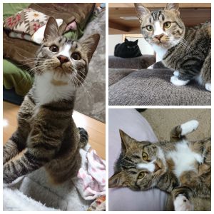 もちこ（井川町）我が家にやってきてから２ヶ月がたちました。初日からケージから脱走したり、先住猫の威嚇をものともせずかわいいアピールをしまくったり、先住猫以外みんなもちこにメロメロです。こんなにかわいい天使ちゃんを譲渡してくださり、ありがとうございました。大切に育てますね。