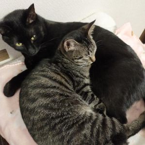 シェリ（秋田市）うちに来たときは先住猫ポールにシャーシャー言われていましたが、今では猫団子もするようになりました。ポールのことが大好きで、いつも付いて行って、置いていかれてしまうと悲しそうに泣きます。とても活発で二人で家中追いかけっこしています。ストーブの前がお気に入りです。すっかりうちに馴染んて家族の一員になりました。