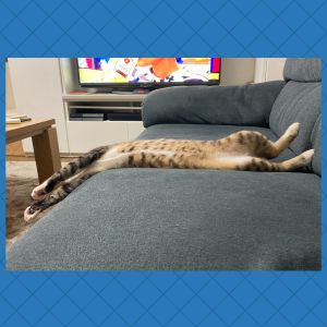 てん（大潟村）我が家に来て2ヶ月になります。毎日走り回って元気に過ごしています。先住猫と仲良くなるのはもう少しかかりそうですが…てんは、先住猫を気にする事無く、毎日無防備に爆睡してます（笑）