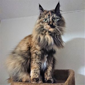 チャペ（大仙市）チャペを我が家に迎え入れてから、一年が経ちました。毎日、じいさんとケンカしながらも、仲良く暮らしています。来週、今年の予防接種を予定していますが、素直に行ってくれるか心配です...かなりオテンバに育ってしまったので(笑)