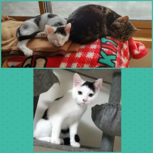 ピノ（横手市）先住猫と仲良くなるまで一週間弱かかりました。２ヶ月経ちましたがすっかり仲良しです。人懐こく膝のうえでくつろぎ、寝る時は一緒に布団に来てくれます。来た時から涙目と鼻づまりで最近までお薬を飲んでおりました。今は目薬で様子を見ているところです。もう少し様子を見て体調が良ければ2回目のワクチンを行う予定です。先住猫のご飯も食べてしまうくらい元気いっぱいなピノです！