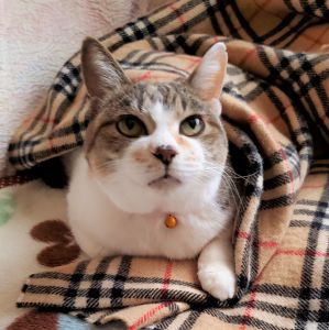 はな（湯沢市）はなを我が家に迎えてから丁度１年になりました。相変わらず元気で、良く食べ、良く眠り、時々夜中に暴走して、通称レディースのはなと呼ばれてます。それも含めてとっても可愛いはなです。これからも一緒に楽しく過ごして行きます。本当にありがとうございました_(._.)_