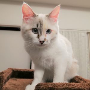 ミク（秋田市）我が家に来てから2ヶ月経ちました。最初は慣れるまでソファーの下に隠れていましたが、今では家中かけまわって元気に過ごしてます！甘えん坊で寝る時は必ずお布団に入ってきます(*^^*)