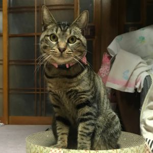 イヴ（大仙市）保護主さんのおかげで人間大好きな子です。我が家のアイドルです。素敵なご縁ありがとうございます。