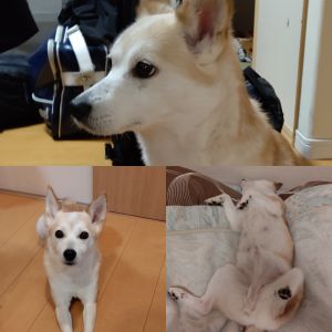ユキ（秋田市）ユキが家族になって２ヶ月が経ちました。家族には、ベッタリだけど、まだまだ、人慣れ訓練中 笑 本人もだけど周りも心を開くのが大事だということを教えてもらいました。突然のヘソ天は、可愛すぎます！