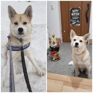 ごうた（にかほ市）ごうたが家に来て半年がたちました。いまだに散歩以外はケージから出てきません。おかげで掃除は楽ですが(笑)びびりはあまり変わらず、家の中では家族にもびくびくしています。その姿に最初は悩みましたが、今はごうたのありのままを受け止めようと思っています。そのかわり、散歩はグイグイ引っ張って、思い切り楽しんでいます。雪の上では、雪玉をジャンプしてキャッチします。その姿に元気をもらっています。１ヶ月に１回のペースで、散歩中、ワンワンと喜んで吠えます。留守番は完璧、犬や人にも無駄吠えしない、とても頭の良い名犬です。これからも大切に育てます。ありがとうございました。コロナが早くなくなり、保護されている犬や猫に新しい家族がみつかりますように。