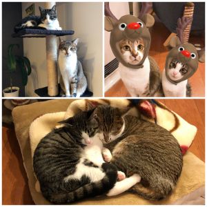 わお（秋田市）わおちゃんが家族になって1年が経ちました。大きな病気をすることもなく、元気でいてくれて、うれしい限りです。本当に本当にかわいくて、たまりません。そして、知り合いの方から保護猫を新たに迎え入れ、わおちゃんはお姉さんになりました。わおちゃんの色違いかな？というくらい、そっくりな子猫です。優しいわおちゃんと元気な子猫が仲良く元気に過ごしていて、家族みんな幸せです！