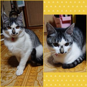レン（大仙市）家に来て、２ヶ月過ぎました！毎日毎日が驚かされる事ばかりです(^^)教えたり教わったりしながら、過ごしています♪♪レンのこの先の成長が楽しみです☆我が家の招き猫です("⌒∇⌒")レンは!!