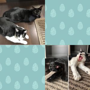 ジジ　もこ（秋田市）ジジ（黒）ともこ（白黒）を迎えて1年になりました。毎日可愛い２匹に癒されています。姉妹仲良く２匹が一緒で良かったです。これからも大切に育てていきたいです。