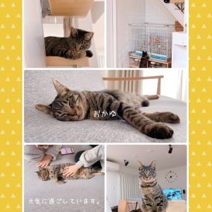 おかゆ（大仙市）譲渡して頂いた「おかゆ」についてご報告いたします。おかゆは我が家に来た次の日には甘えてきてくれるようになりました。名前を呼ぶと来てくれたり、家族の後をついて歩いたりしてとっても可愛いです。おかゆは毎日、先住インコを鑑賞していますが、手を出すことはありません。インコ達もおかゆを見ても動じることなく過ごしています。おかゆが来てまだ１ヶ月ですが、かけがえのない大切な家族となりました。これからも大切に大切にしていきます。おかゆに出会えて家族みんな幸せです。皆様、ありがとうございました！