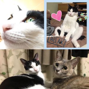 やまと（横手市）やまちゃんが我が家にお引越ししてきて、はや1年が経ちました！みるみるうちに身体能力が上がっていって、今じゃ肩の上はおろか冷蔵庫の上にもひとっ飛び。最近のお気に入りは神棚の上から眺める我が家の景色。首を少～し傾げてくるっとおめめで甘え鳴きしながらのおやつのおねだりや、ウンチ後のつぶらな瞳の『すぐに片付けて光線』にいつも胸がズキューンとやられちゃってます。程よく食べてくれて綺麗なスタイルと毛艶を保ち、病気や怪我をすることも無く、メロメロに甘え、一緒に寝てくれるこの子との生活は唯一無二。まさにノーニャンコノーライフです。こんなに良い子達との出会いの橋渡しに日々尽力されてる皆様に心から感謝しています。今後もぼちぼち報告しますので末永くよろしくお願いします！