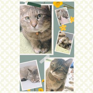 むぎ（能代市）一緒に暮らし始めて2ヶ月。お陰様で、今ではすっかりこの家を自分の居場所と思ってくれています。撫でて欲しい！とアピールしてくる事も多くなりました。「むぎちゃん」が来てくれてから、幸せだなあと思う瞬間が増えている事を感じています。ありがとうございました。