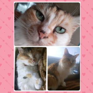 ももこ（横手市）ももこが家族になってちょうど1年になりました。この1年で世の中に大きな変化があった中、ももこがいてくれたおかげで癒される日々でした。あまり好きではなかったブラッシングも今では我慢してやらせてくれるようになり、たくさん甘えてくれるようになりました。これからも家族として一緒に、ゆったりのんびり過ごさせてあげたいです。