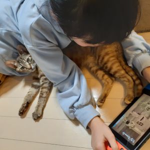 ころん（秋田市）ビビりで無口なのに撫でられるのが大好きな女の子でしたが、２ヶ月たった今は家族にも慣れおしゃべりでお転婆になりました。成長期なのかモリモリ食べ走り回ってます。小学生の娘が激カワと言ってお世話してます。今後の成長も楽しみです。