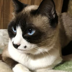 毬（湯沢市）昨年の１１月９日で譲渡していただいてから１年と４か月過ぎました。毎日ねずみちゃんのおもちゃで遊んで、元気に過ごしています。以前より目の周りや体の色が濃くなって、立派なタヌキ顔になりました。おばあちゃんにとても可愛がられ、先住犬たちとも仲良くできています。ご報告が遅くなり、すみませんでした。