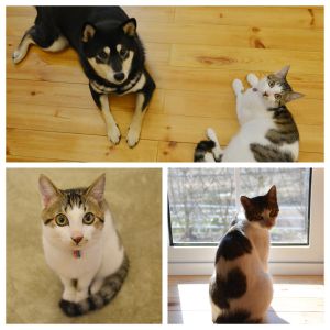 ノア（秋田市）ノアが我が家に来てから２か月が過ぎました。最初は先住犬に威嚇していましたが、今は甘えたりいたずらしてみたりと仲良くしています。相変らずの食いしん坊で、先住犬のご飯をいつも狙っています…。人にくっついているのが好きで、のどを鳴らしてすり寄ってくる姿に息子たちもデレデレです。これからも猫と犬のいる生活を楽しんでいきたいと思います。