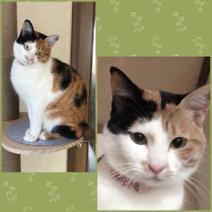 きなこ（横手市）きなこが来て2ヶ月が経ちました。我が家は猫を飼うのが初めてで戸惑いの毎日でしたが、きなこはすぐに慣れてくれて今は笑いある楽しい毎日となりました。やんちゃで抱っこが好きでとっても甘えん坊なきなこと、これからもずっと大切に過ごしていきたいと思います。