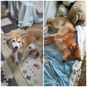 ぽう（秋田市）チャッピーを譲渡して頂きました。宝（ぽう）と名付けました。今では名前を呼ぶと振り向いてくれる様になりました。迎えた頃の震えもなくなりました。託して頂いた小さな命を大切にします。お世話になりありがとうございました。