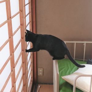 クー今回はいつもと違いいたずらっ子なクーの姿です(笑)こうして張り替えた障子も数時間後には破られてしまいます。障子破りは嫌ですが、器用な姿勢で破るものだなと感心すら覚えてしまいました