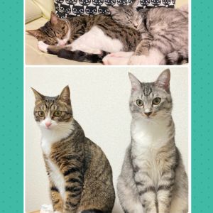 2匹ともとても大きくなりました。元気いっぱいで先代から使っていたキャットタワーがボロボロになり新調しました。爪切りはおとなしくやらせてくれます。