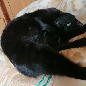 クー暖かくなってきてますが、猫はまだ寒さを感じるようでストーブのお世話になってます。食欲もあり、毎日おもちゃで遊び元気に過ごしてますよ。
