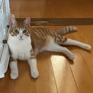 もなか（仙北市） 昨年の6月に譲渡していただき5月12日に無事1歳のお誕生日を迎える事が出来ました。とても活発で遊ぶ事が大好きな男の子なので遊び相手のお友達がいたらもっと楽しくなるかなと思ったりしています(^^)