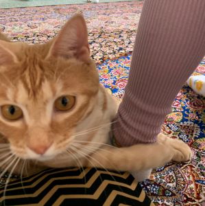 シャミー（横手市）シャミーはスポーティな小顔猫！いつも私たち家族と一緒にいてくれてありがとう。家に帰ると、シャミーがお迎えしてくれるから、疲れてても元気出るよ。ずっと健康で、楽しく暮らそうね。