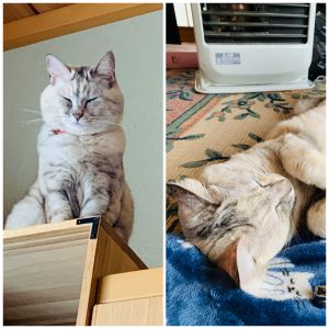 ひめ（美郷町）お利口さんで怖がりな所は変わりませんが、特に問題もなく日々を過ごしています。とてもかわいいです。これからも見守っていきます