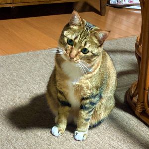 そら（大館市）そらちゃんが来て一年。来た当時は警戒心がとても強く指一本触れさせてくれませんでしたが　今では遊んで欲しい時は足にスリスリしたり、食事のおねだりをしたり、名前を呼ぶと返事をしてくれます。とっても可愛い子です。今は抱っこの特訓中です。