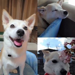 ユキ（秋田市）家族になって、約半年になりました。元気過ぎて困ってしまったこともありましたけど(笑)お留守番頑張ってます！どんなに怖くても、自分からリードを引っ張って外の世界を楽しんでます！今度は、一緒にどこに行こうかな？