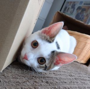 くるみ（秋田市）くるみが家に来てから2ヶ月がたちました。子どもたちは、くるみ大好き！まじ天使！と言ってとても仲良くしています。これからも家族の一員として一緒に幸せになりたいと思います。ありがとうございました。