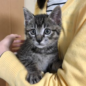オレオ（大潟村）20年12月にうちに来て以来、よく食べ、よく寝て、よく遊ぶオレオです。先住猫のくるみとは、けんかもするけど姿が見えないと探したりくっついてたり、仲良い時もあります。ほんとに癒されています、大事に育てます。保護してくださってたNさん、いぬねこネットワークの皆様、ありがとうございました。