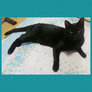クー休みの前の日は必ず布団の上に来る黒猫 クーです。普段はキャットタワーか居間の長椅子で寝ています