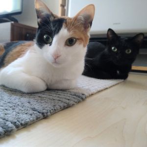 もも　すず（能代市）我が家に来て一年になりました。お転婆姉妹に変わりなく、毎日元気に遊んでいます。いざこざしながらも、いつも仲良く寄り添いグルーミングしている姿を見ると癒されます。