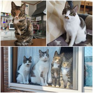 さくら　もも（能代市）さくらとももが家に来てから、一年が過ぎました。先住猫のシアンと３匹でしたが、今は妹猫のかえでが増えて、4匹で毎日元気に走り回っています。これからも、家族として楽しく暮らしていきたいと思います。ありがとうございました。