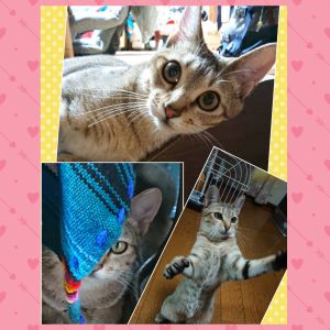 チャコ（羽後町）少し早い投稿になります。チャコは日々すくすくと元気に育っています。今はすっかり自宅に慣れ、家族みんなのアイドルです☆名前を呼ぶとお返事をして走って来てくれます！！昨年、21年近く一緒にいた先住猫が亡くなり哀しみでいっぱいでしたが、チャコのお陰でまた賑やかになり我が家に明るさが戻りました。先日は病院の奨めもありワクチンを５種に変更しました。隣家に野良猫が沢山居る為です。２回目の接種で少し副反応が出てしまい、心配しましたが乗り越えました。避妊手術は7/6に予定しております。この度はネットワークの佐々木さん、保護主さんご夫婦のお陰で、こんなに可愛らしい子の御縁を結んで頂いたことに感謝の気持ちでいっぱいです。本当にありがとうございました。これからもチャコを大切に大切にしていきます。