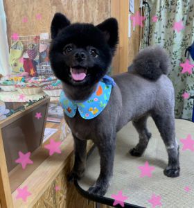 ぐう太（湯沢市）サマーカット！