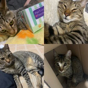 ルイ（上小阿仁村）ルイをお迎えして１年が経ちました。大きな怪我や病気もなく元気に育ってくれています。ご飯の準備をしていても待てない、おやつ大好きな食いしん坊になりました！噛み癖がなかなか直らず、腕は傷だらけですが(笑)、ルイが可愛くて毎日幸せです。これからも大切に、一緒に過ごしていきます！ご縁を繋いでくださった皆様、改めてありがとうございました！