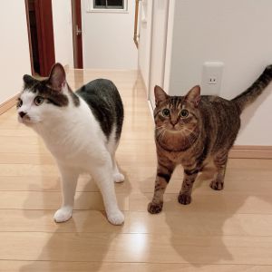 ズー＆ララ（秋田市）2人が我が家に来て1年が経ちました。ズーは体重5kg、ララは4kgを超え、2人ともすくすく成長しました。ケンカすることもあるけれど、一緒に寝たり遊んだり、きょうだい仲良く過ごしています。これからも大切に育てていきます！