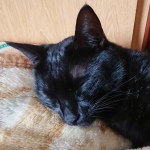 クー隣の寝室で自分の体にピッタリフィットするカゴを見付けてしまい、ここ数日一緒に寝てくれなくなり飼い主が非常に淋しい思いをするようになりました。前はこうして寝てくれたのに改めてうちのクーはこだわりが強い猫なのでは？と思うようになりました。